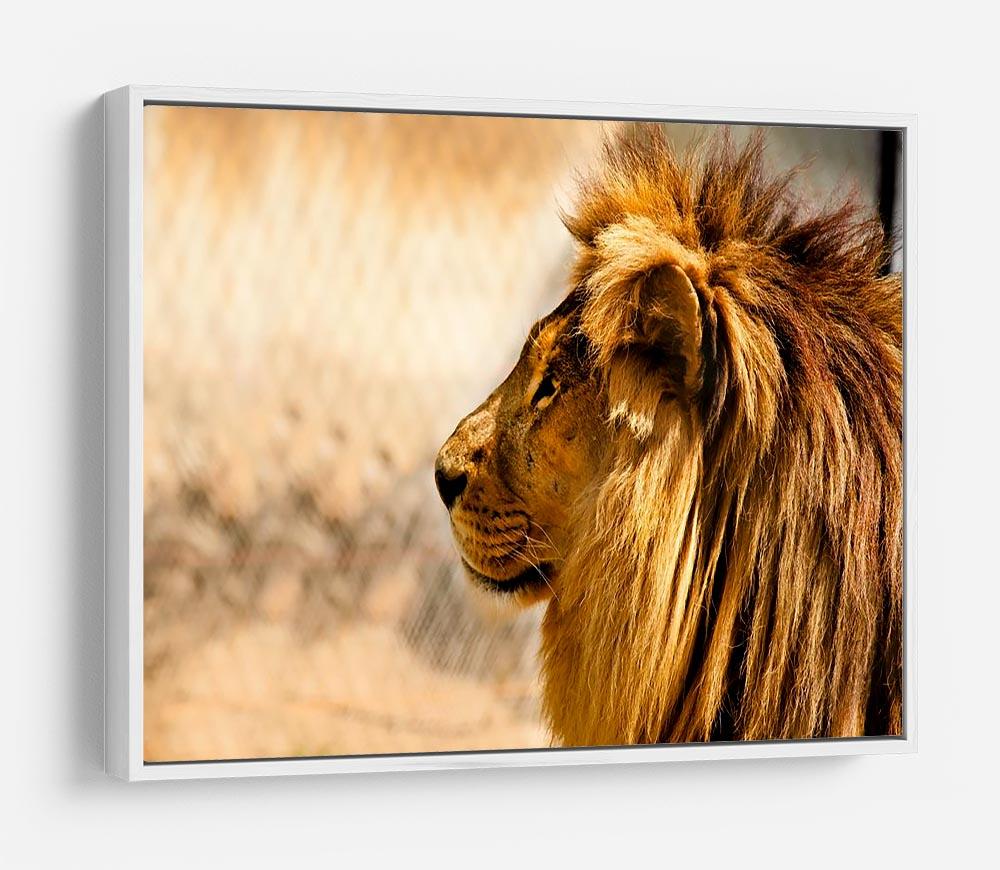 beautiful African lion relaxing on the sun HD Metal Print - Canvas Art Rocks - 7