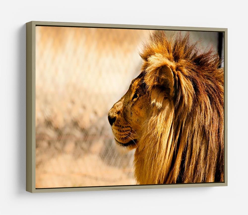beautiful African lion relaxing on the sun HD Metal Print - Canvas Art Rocks - 8