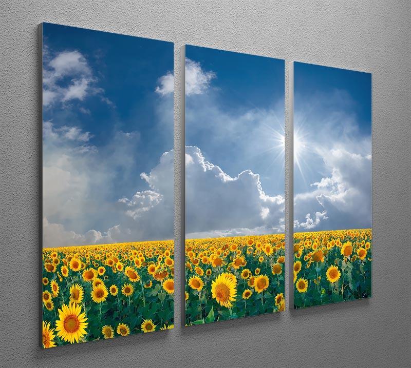 big sunflowers field and blue sky 3 Split Panel Canvas Print - Canvas Art Rocks - 2