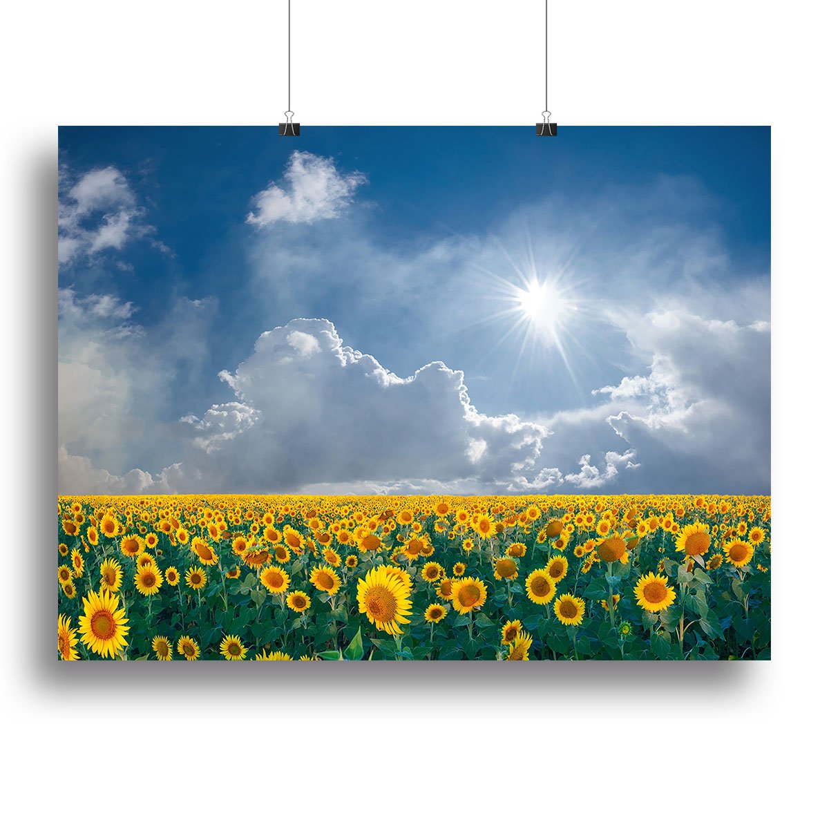 big sunflowers field and blue sky Canvas Print or Poster