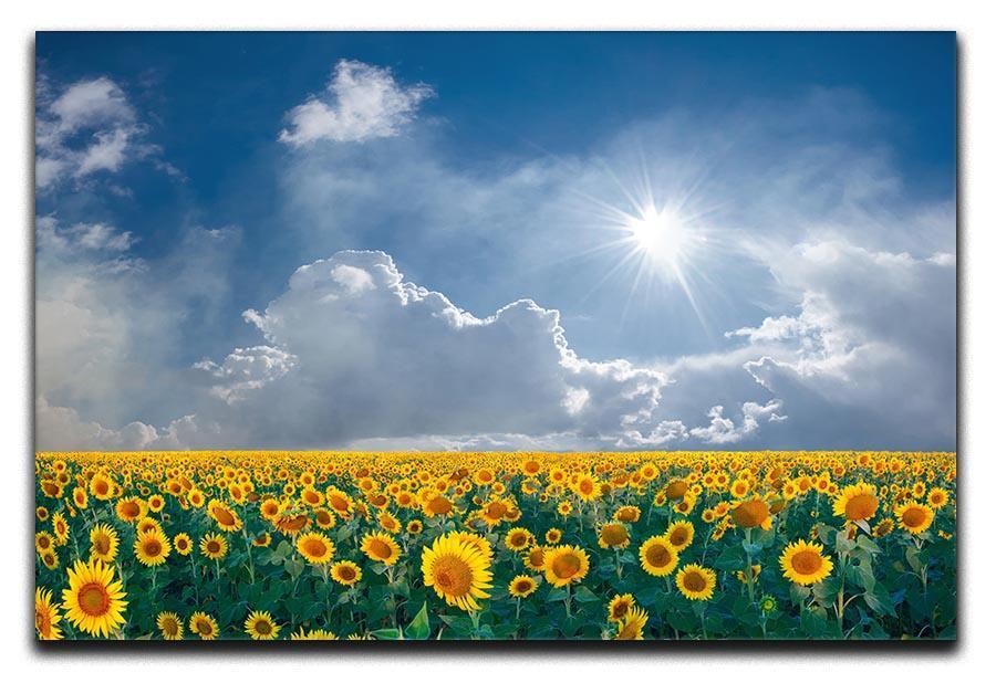 big sunflowers field and blue sky Canvas Print or Poster  - Canvas Art Rocks - 1