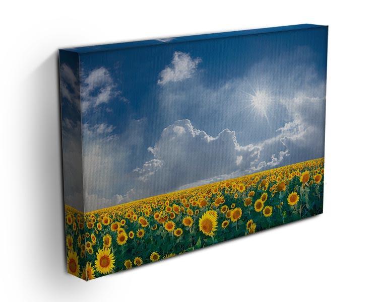 big sunflowers field and blue sky Canvas Print or Poster - Canvas Art Rocks - 3