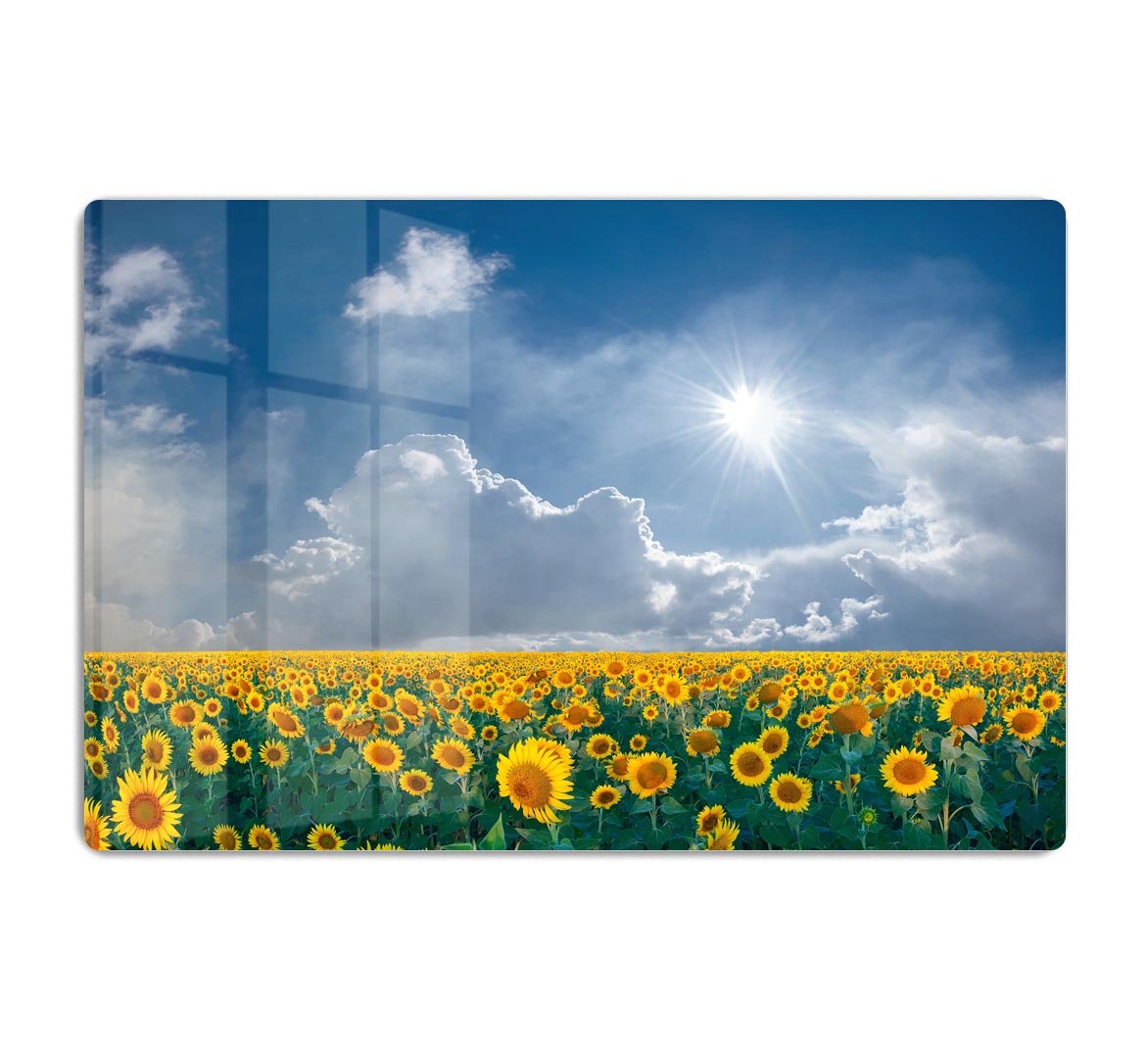 big sunflowers field and blue sky HD Metal Print