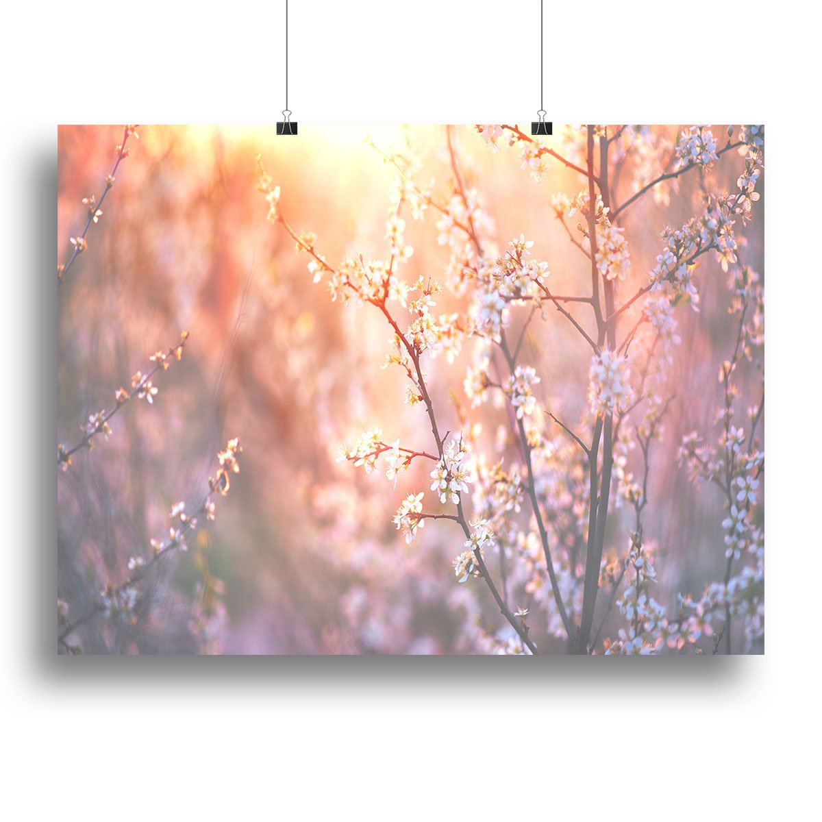 blooming tree and sun flare Canvas Print or Poster