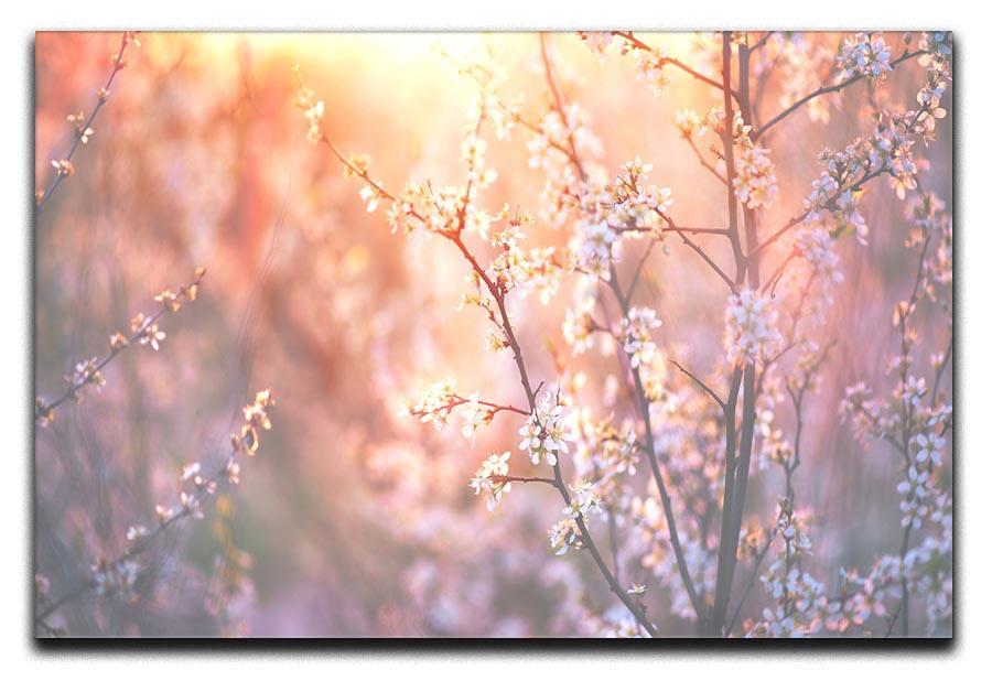 blooming tree and sun flare Canvas Print or Poster  - Canvas Art Rocks - 1