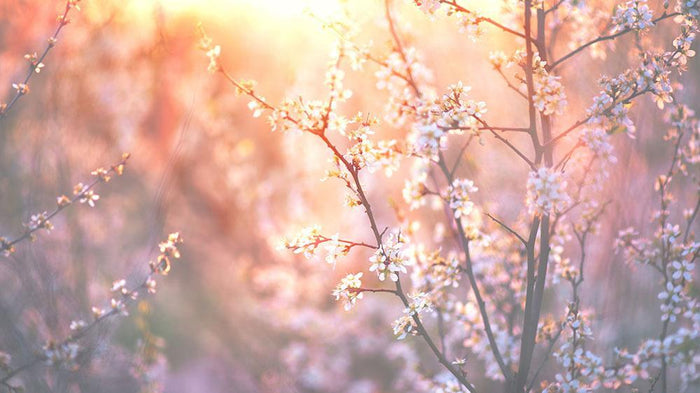 blooming tree and sun flare Wall Mural Wallpaper