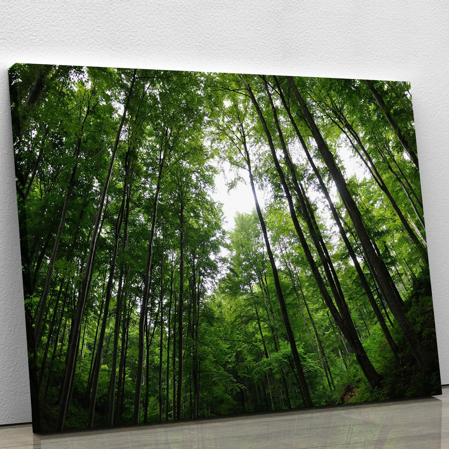 deciduous forest Canvas Print or Poster