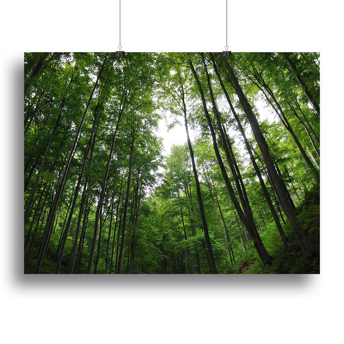 deciduous forest Canvas Print or Poster