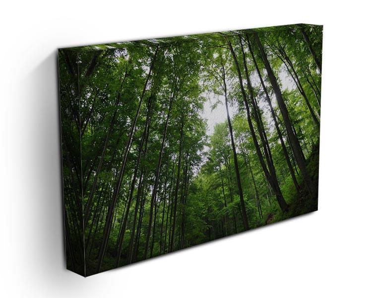 deciduous forest Canvas Print or Poster - Canvas Art Rocks - 3