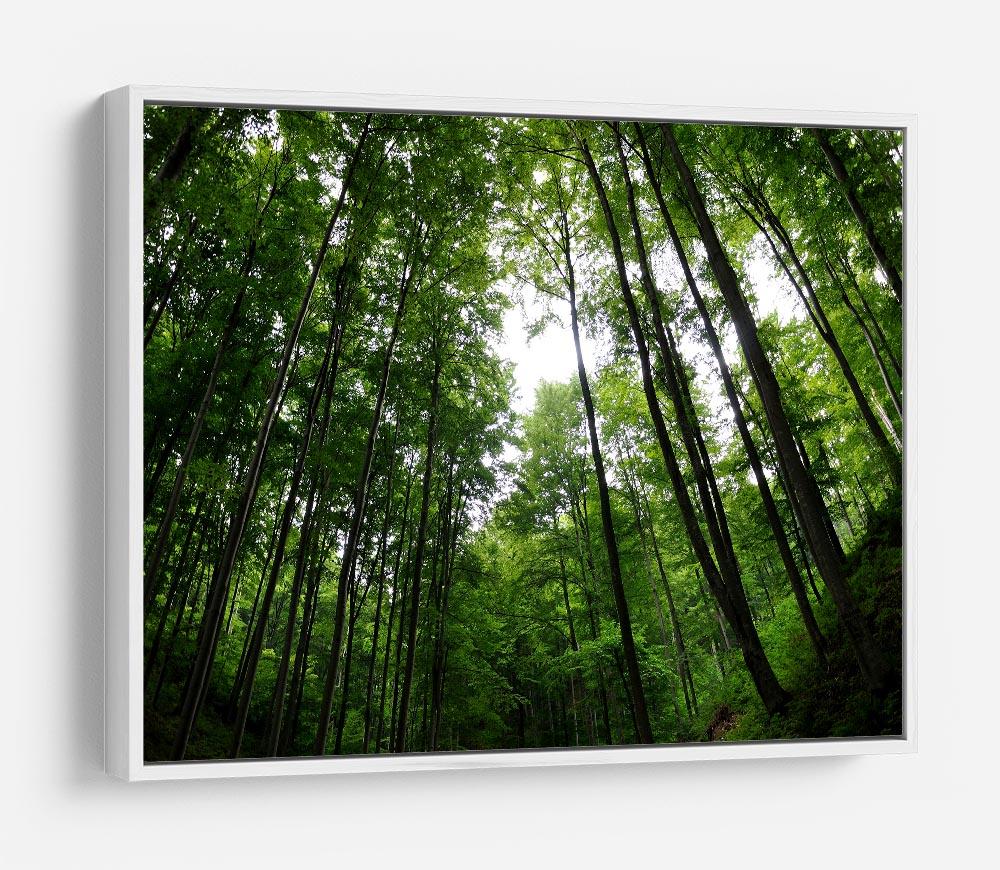 deciduous forest HD Metal Print
