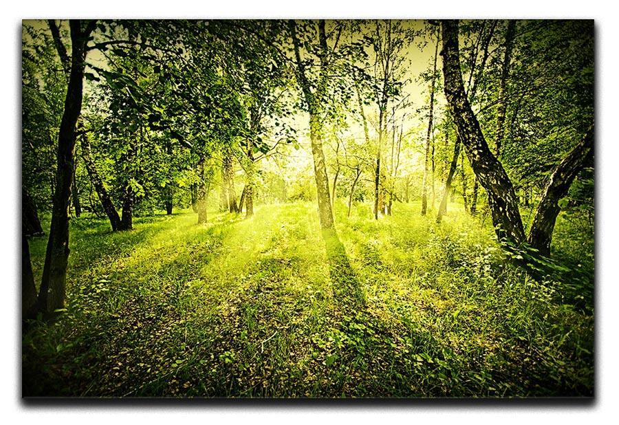deep forest on summer morning Canvas Print or Poster  - Canvas Art Rocks - 1