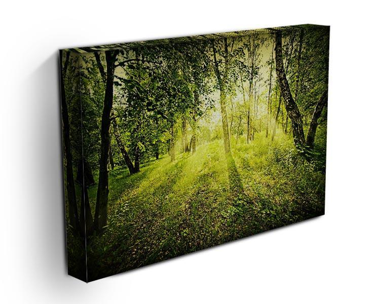 deep forest on summer morning Canvas Print or Poster - Canvas Art Rocks - 3