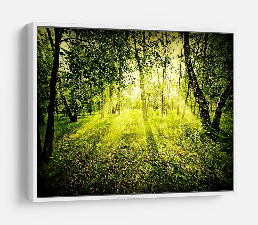 deep forest on summer morning HD Metal Print