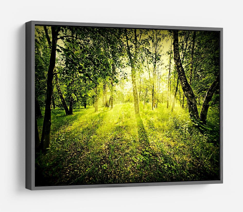 deep forest on summer morning HD Metal Print