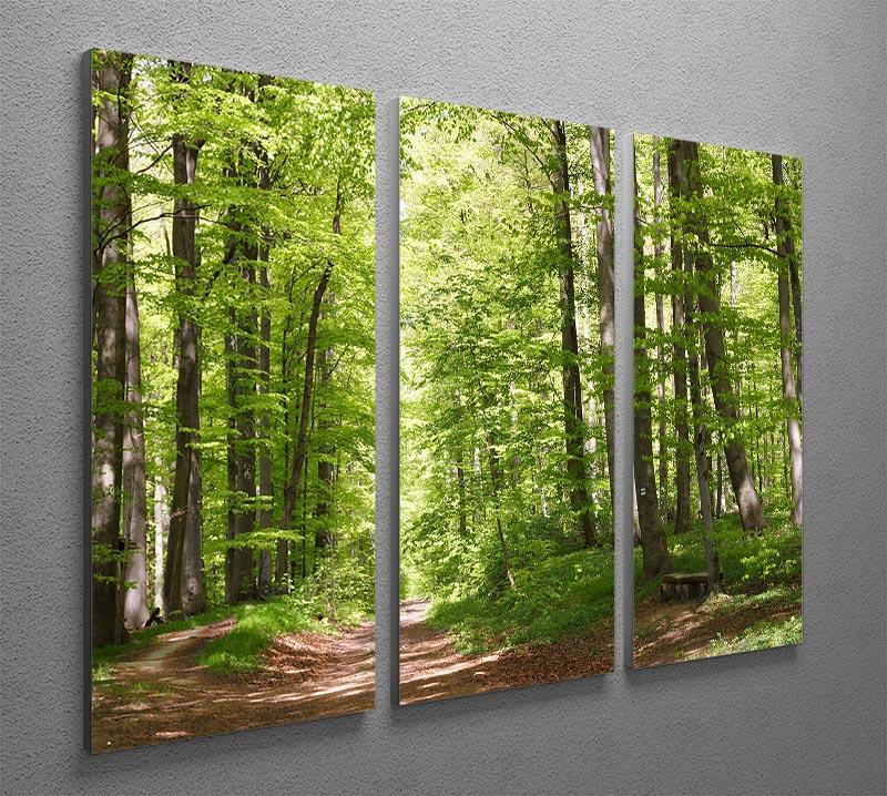forest during spring 3 Split Panel Canvas Print - Canvas Art Rocks - 2