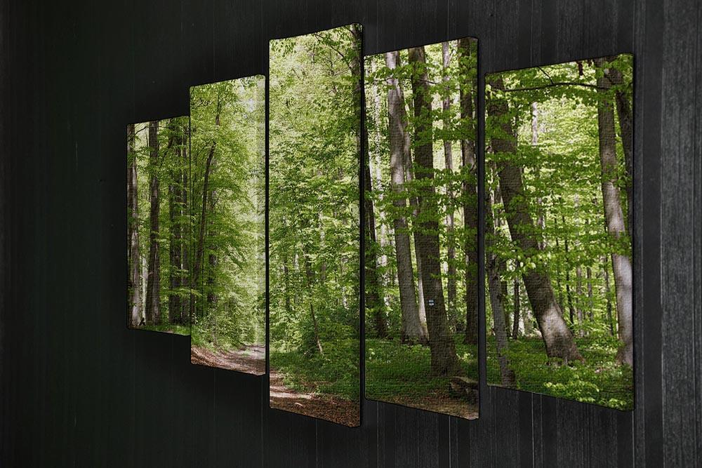 forest during spring 5 Split Panel Canvas  - Canvas Art Rocks - 2