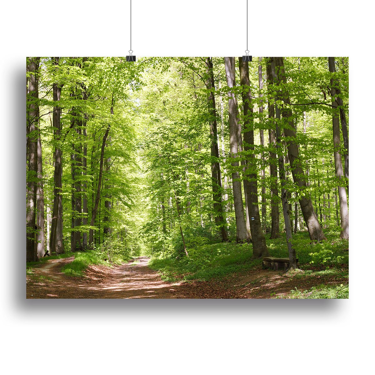 forest during spring Canvas Print or Poster