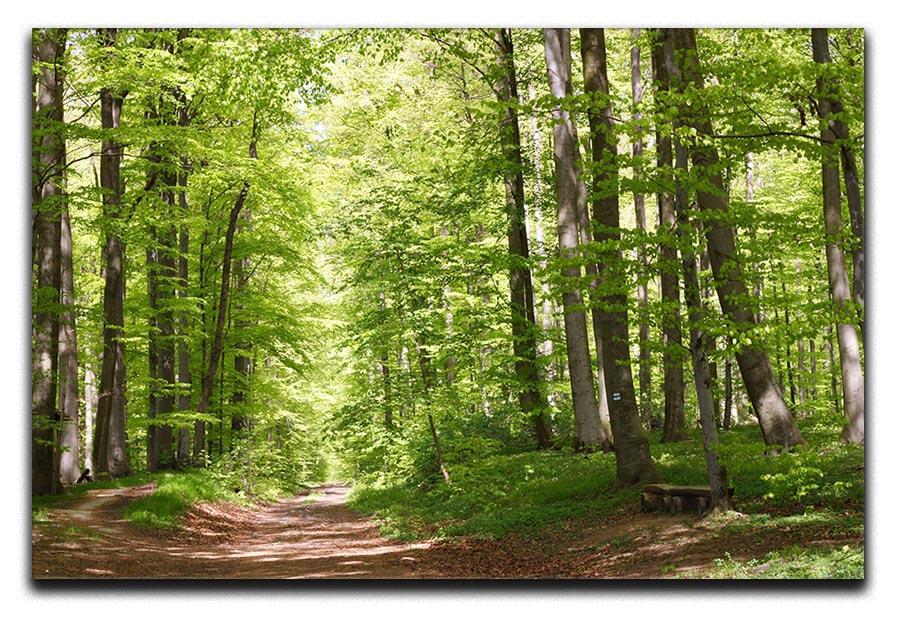 forest during spring Canvas Print or Poster  - Canvas Art Rocks - 1