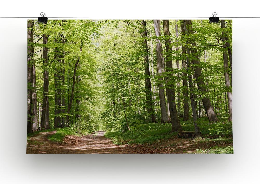 forest during spring Canvas Print or Poster - Canvas Art Rocks - 2