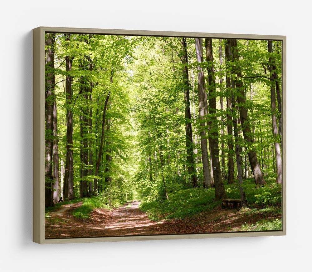 forest during spring HD Metal Print