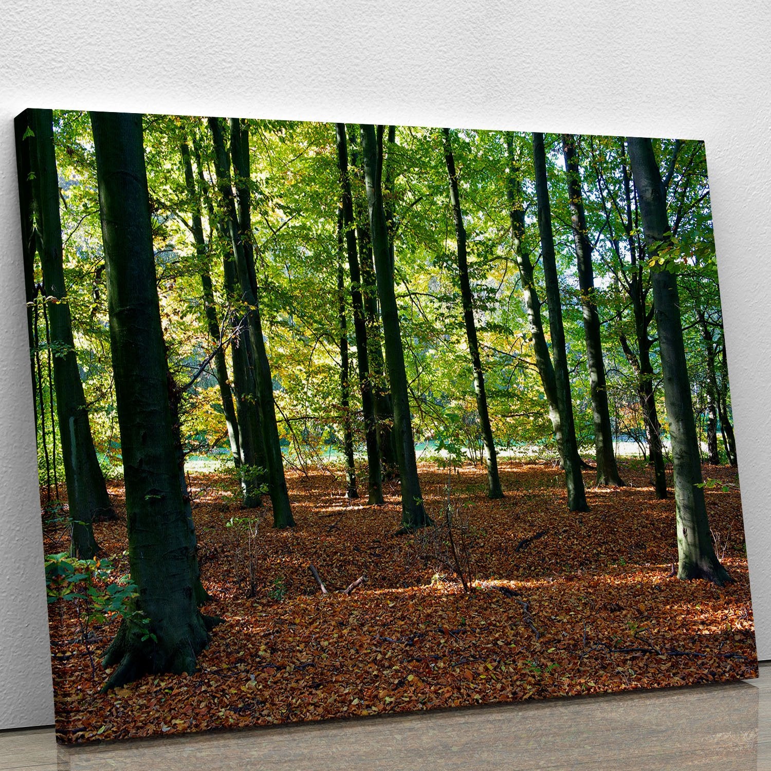 forrest edge in autumn Canvas Print or Poster