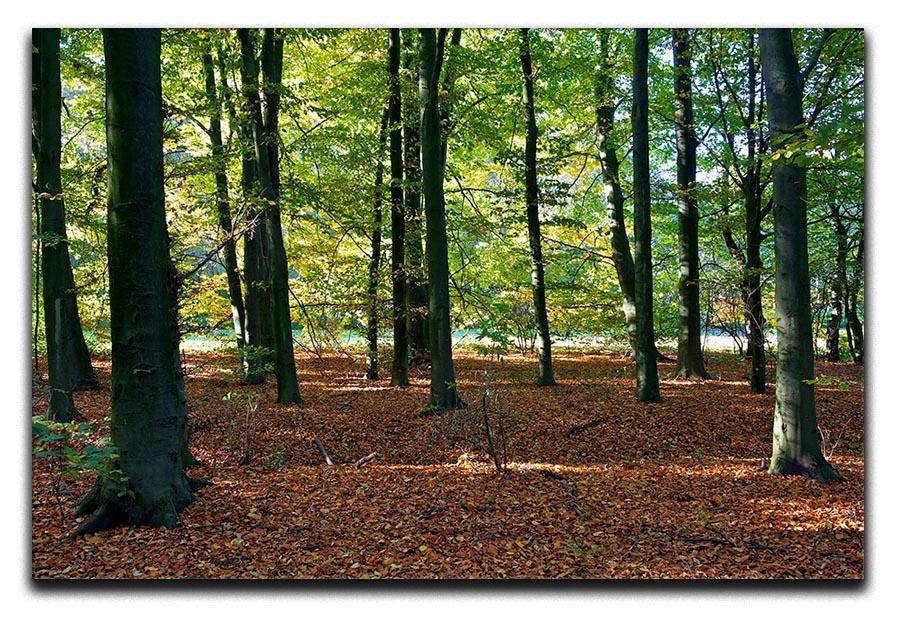 forrest edge in autumn Canvas Print or Poster  - Canvas Art Rocks - 1