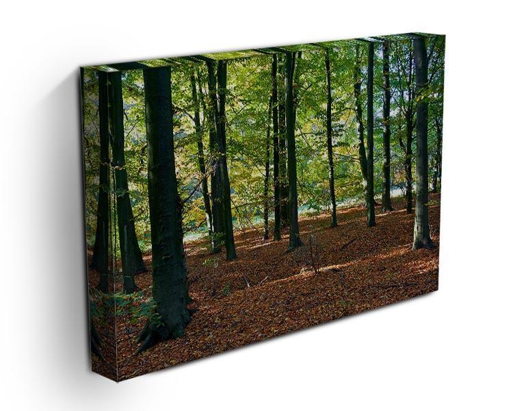 forrest edge in autumn Canvas Print or Poster - Canvas Art Rocks - 3