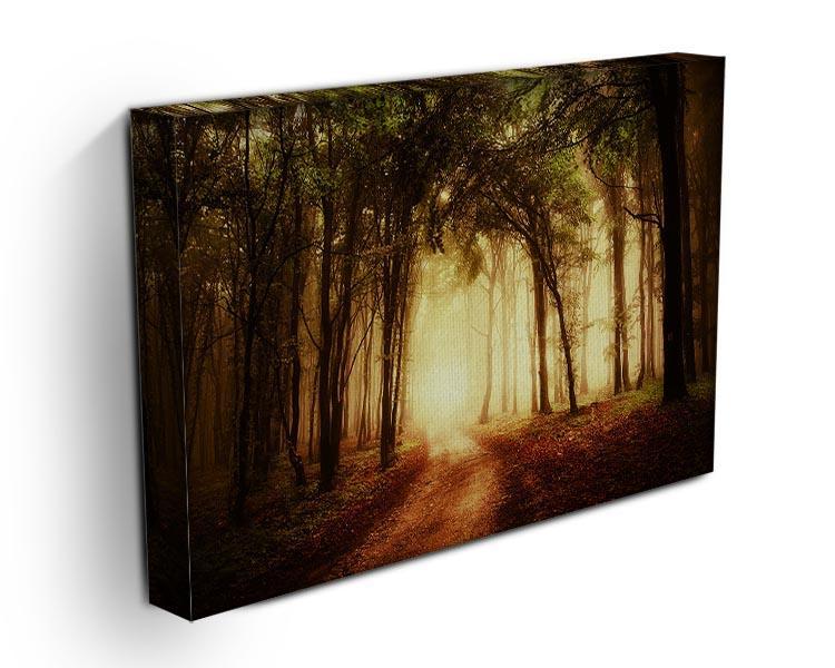 golden forest at autumn Canvas Print or Poster - Canvas Art Rocks - 3