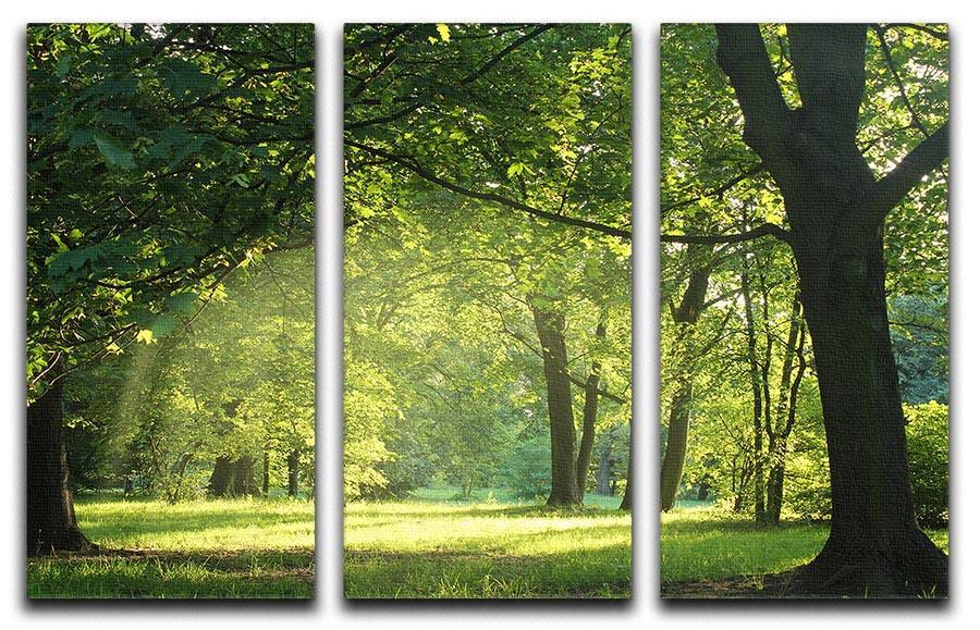 trees in a summer forest 3 Split Panel Canvas Print - Canvas Art Rocks - 1