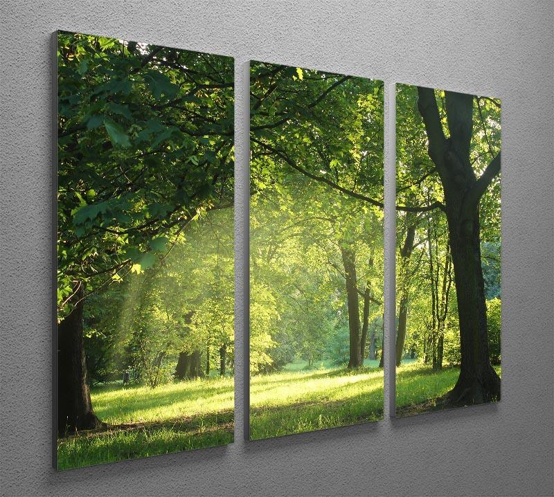 trees in a summer forest 3 Split Panel Canvas Print - Canvas Art Rocks - 2