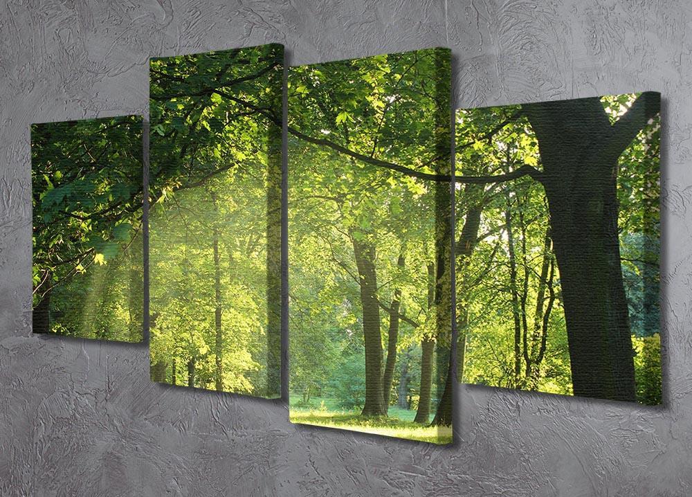 trees in a summer forest 4 Split Panel Canvas  - Canvas Art Rocks - 2