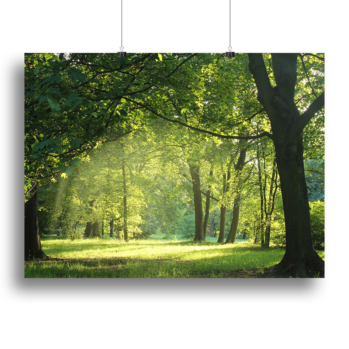 trees in a summer forest Canvas Print or Poster