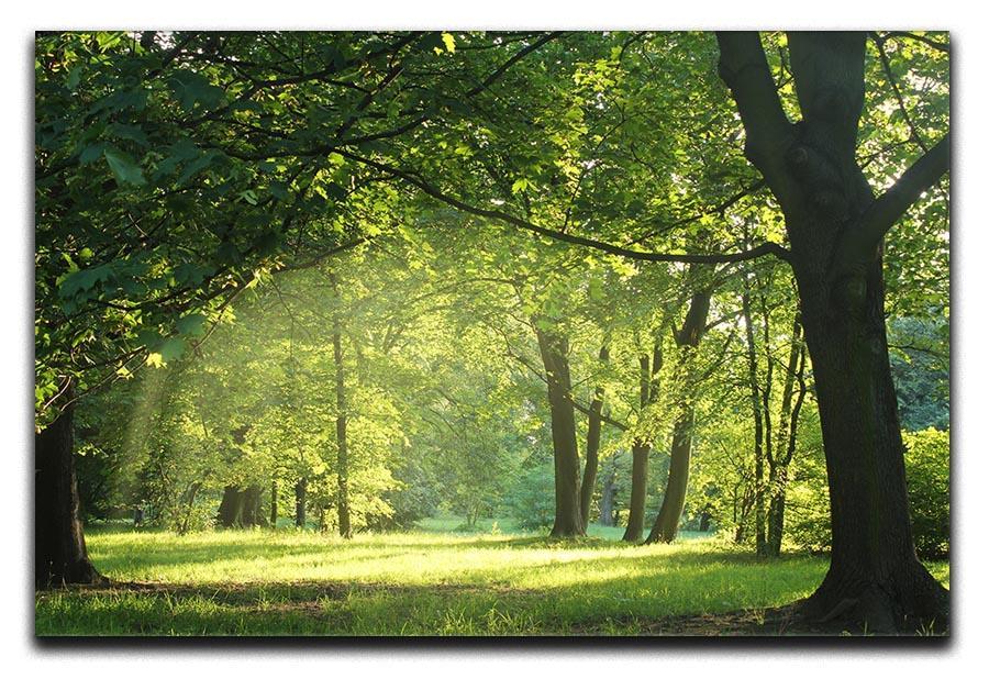 trees in a summer forest Canvas Print or Poster  - Canvas Art Rocks - 1