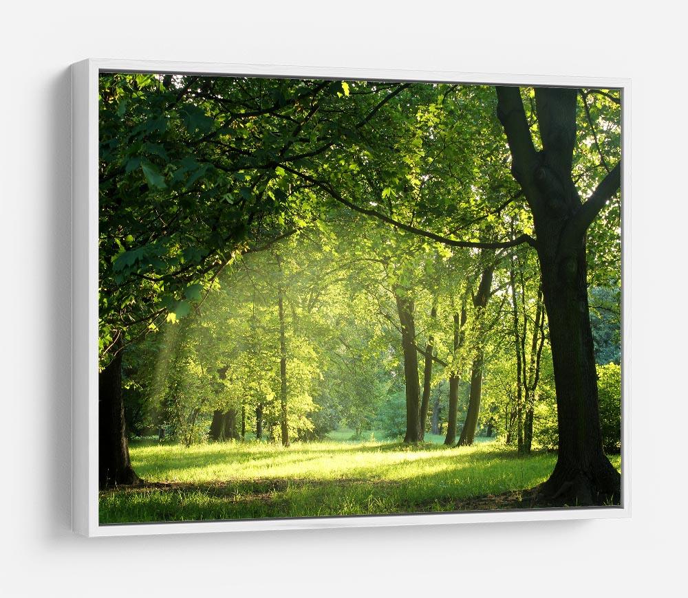 trees in a summer forest HD Metal Print