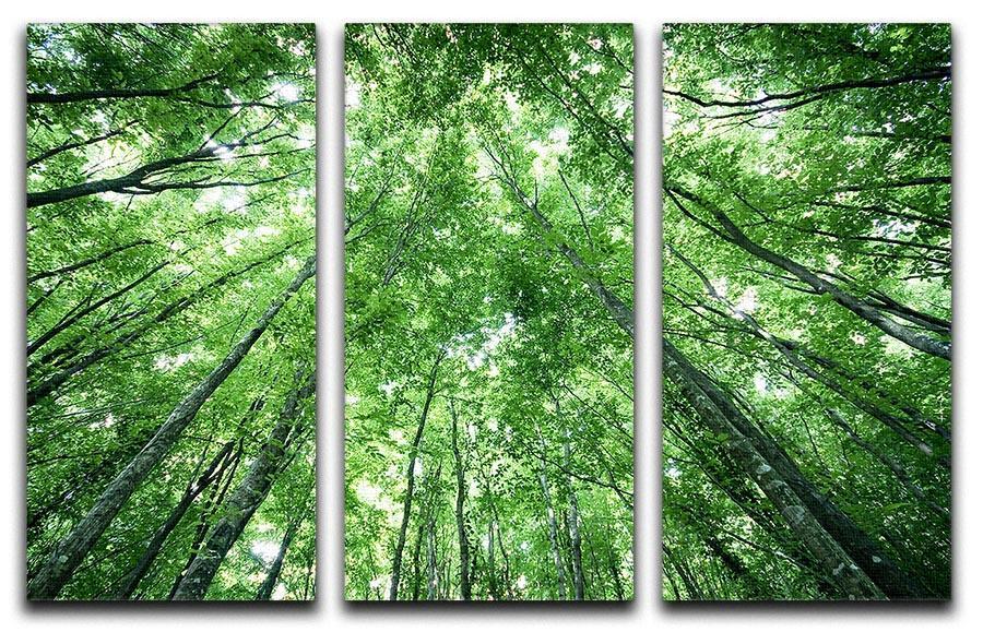 trees meeting eachother at the sky 3 Split Panel Canvas Print - Canvas Art Rocks - 1