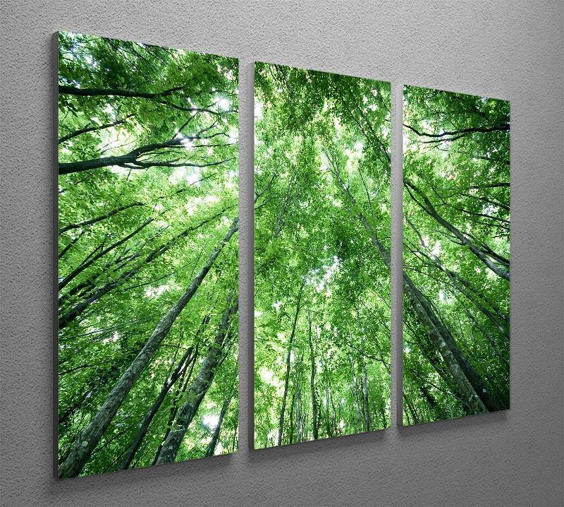 trees meeting eachother at the sky 3 Split Panel Canvas Print - Canvas Art Rocks - 2