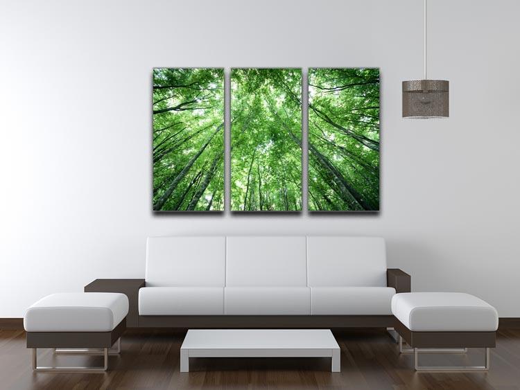 trees meeting eachother at the sky 3 Split Panel Canvas Print - Canvas Art Rocks - 3