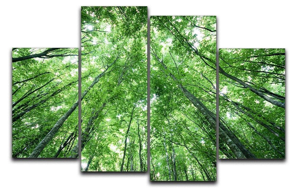 trees meeting eachother at the sky 4 Split Panel Canvas  - Canvas Art Rocks - 1