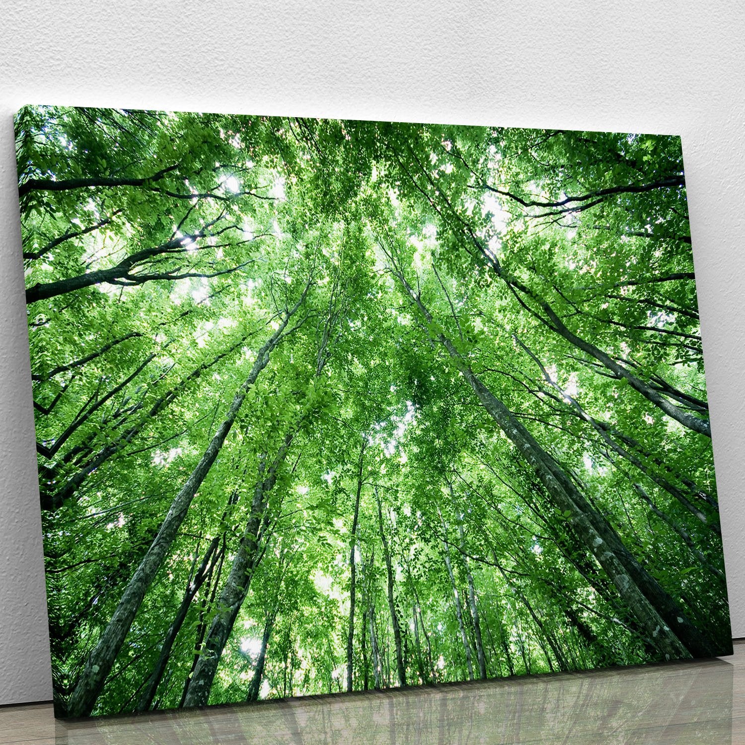 trees meeting eachother at the sky Canvas Print or Poster