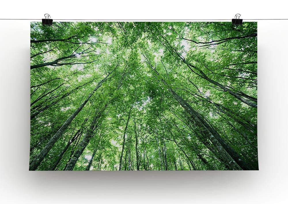 trees meeting eachother at the sky Canvas Print or Poster - Canvas Art Rocks - 2