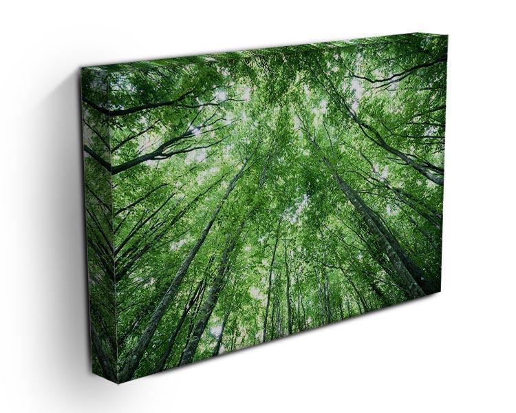 trees meeting eachother at the sky Canvas Print or Poster - Canvas Art Rocks - 3