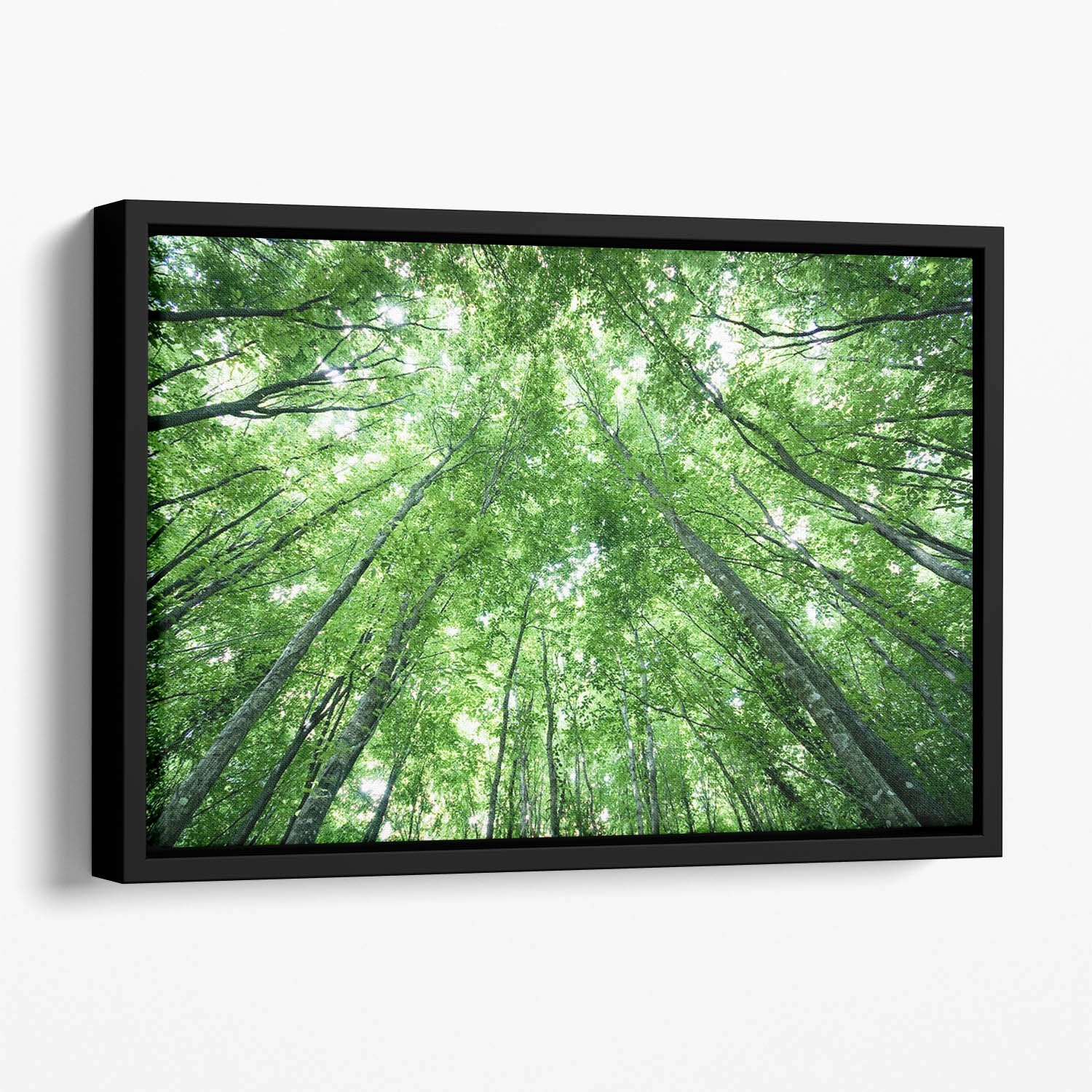 trees meeting eachother at the sky Floating Framed Canvas