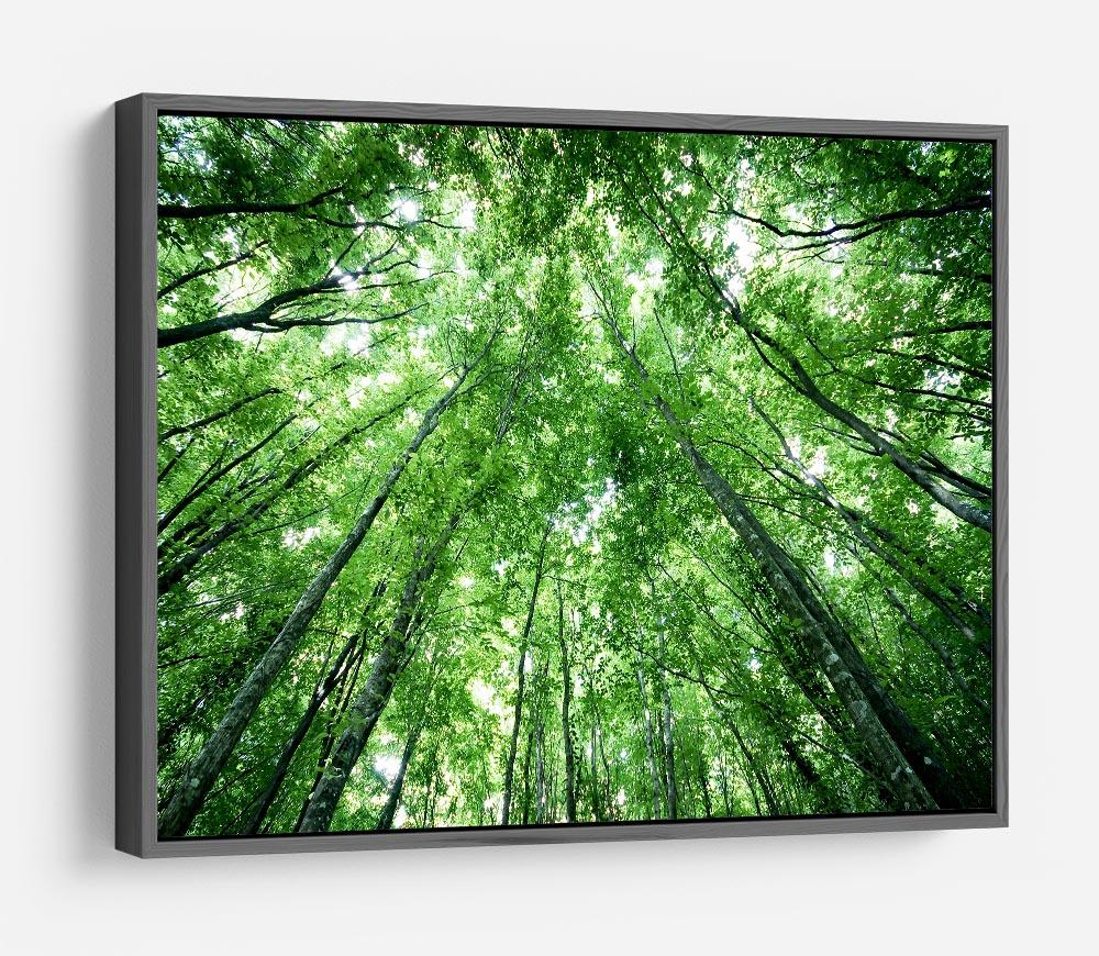 trees meeting eachother at the sky HD Metal Print