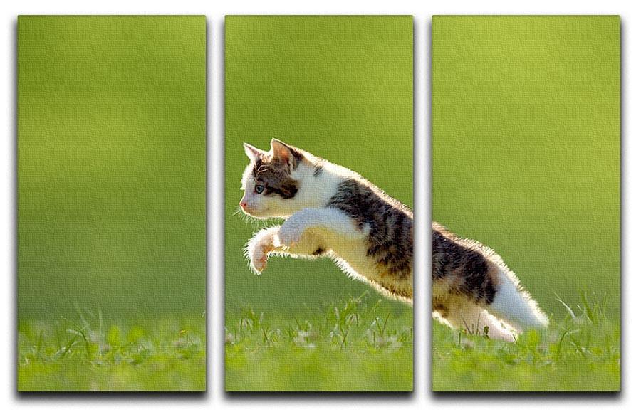 young cat jumps over a meadow in the backlit 3 Split Panel Canvas Print - Canvas Art Rocks - 1