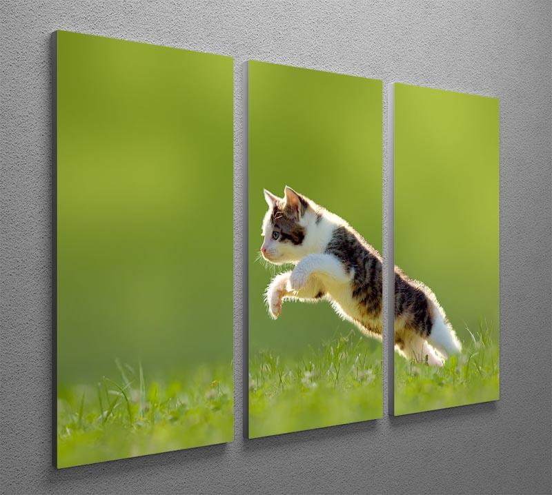 young cat jumps over a meadow in the backlit 3 Split Panel Canvas Print - Canvas Art Rocks - 2