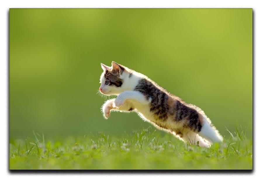young cat jumps over a meadow in the backlit Canvas Print or Poster - Canvas Art Rocks - 1