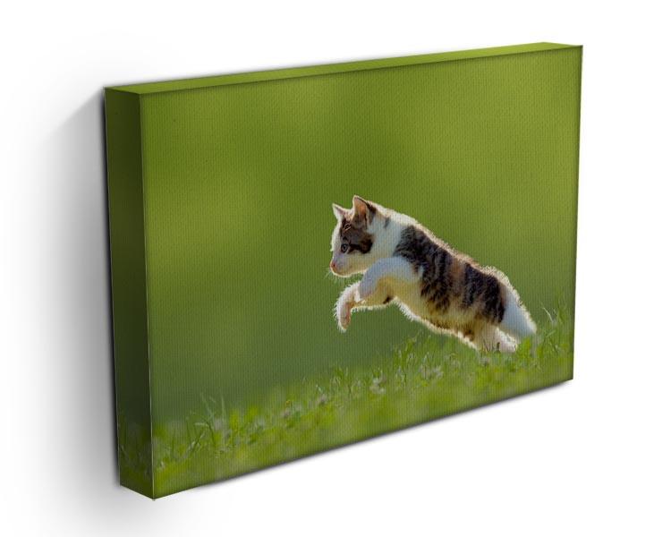 young cat jumps over a meadow in the backlit Canvas Print or Poster - Canvas Art Rocks - 3