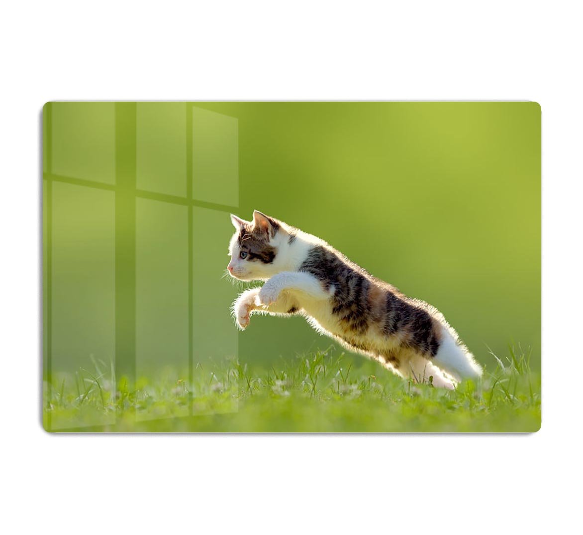 young cat jumps over a meadow in the backlit HD Metal Print - Canvas Art Rocks - 1