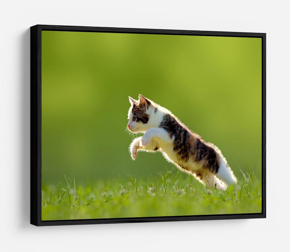 young cat jumps over a meadow in the backlit HD Metal Print - Canvas Art Rocks - 6
