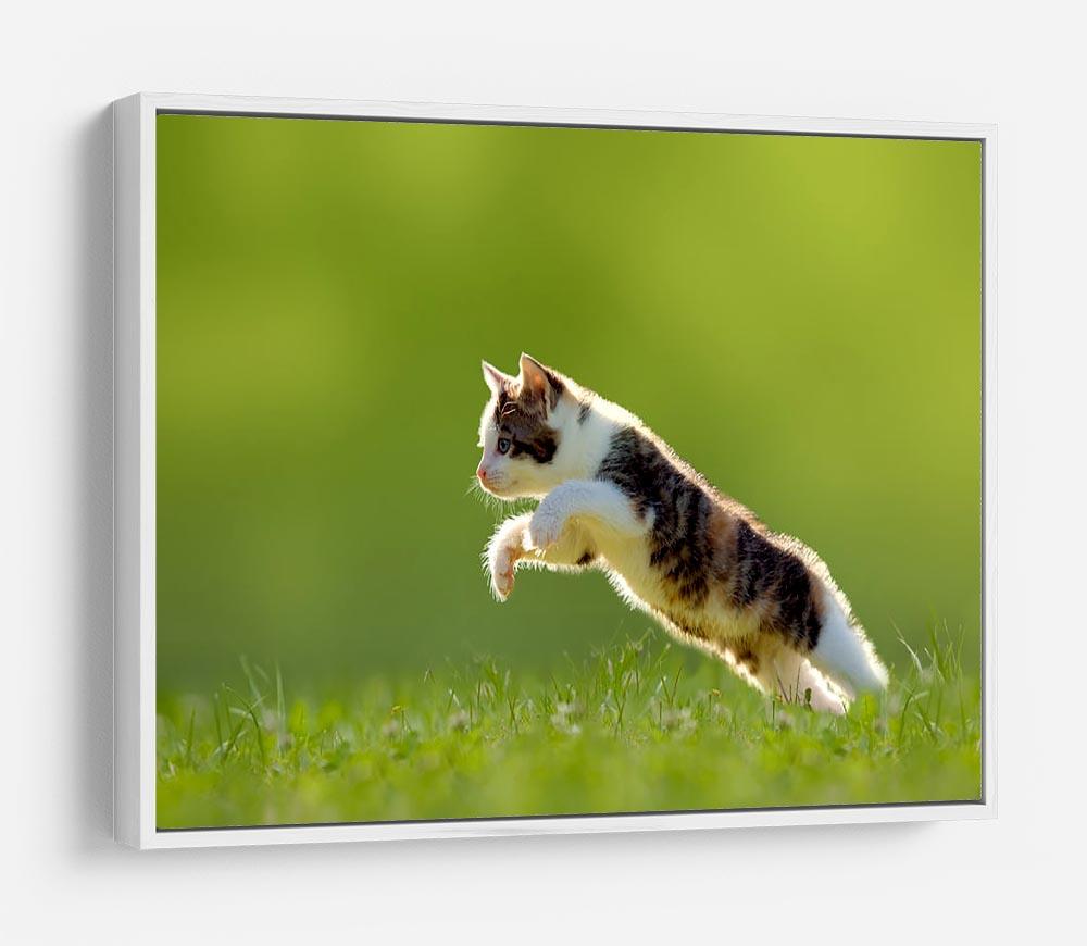 young cat jumps over a meadow in the backlit HD Metal Print - Canvas Art Rocks - 7
